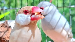 Download lagu Burung pipit Jawa bernyanyi dengan sangat riuh di atas kayu sambil menari-nari bersama dengan riuh. Suara burung pipit Jawa bernyanyi. mp3