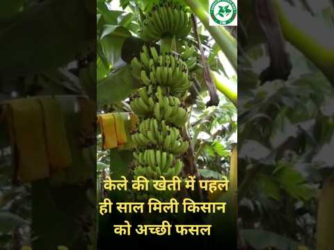 G9 Banana tissue culture Plants