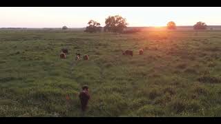 Highlander Cows (Biebrzanski Park Narodowy)
