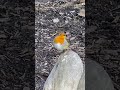 Robin On A Log On Hampstead Heath | London Wildlife Ambiance | #birds #birdsounds #wildlife #nature