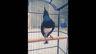 Download lagu Kacer ngobra nagen satu titik mp3