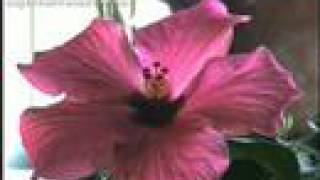 George Dalaras ( ΤΟ ΜΗΛΟ )