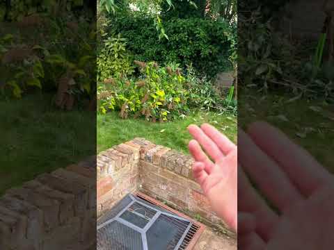 Massive Dead flower Bush Sawed down for client #uk #garden #design