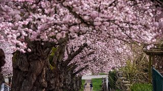 Los cerezos en flor anuncian la primavera en Múnich y el norte de Italia