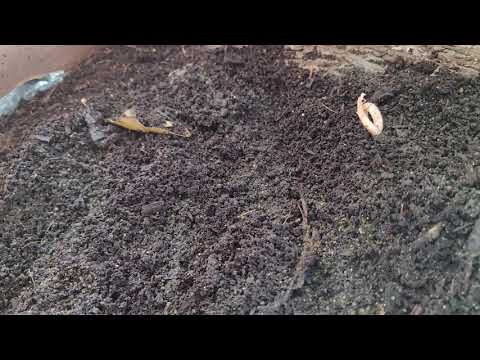 Worm bin dynamics - hyper lapsed video