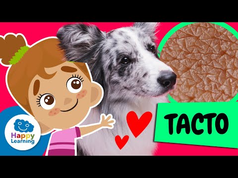 EL TACTO | COSAS QUE NO SABÍAS | Happy Learning #tacto #elcuerpohumano