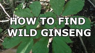How To Find Wild Ginseng
