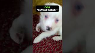 Owner wakes up his beloved dog 🥺