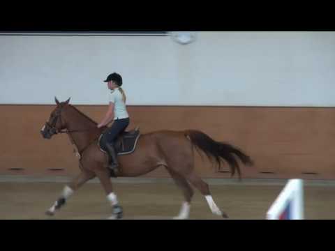 2011 geb. Stute von Quidam de Revel - Carolus I