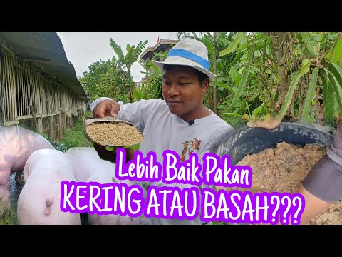 , title : 'Lebih Baik Mana Pakan BABI KERING ATAU BASAH?? Peternakan Babi Di Bali'