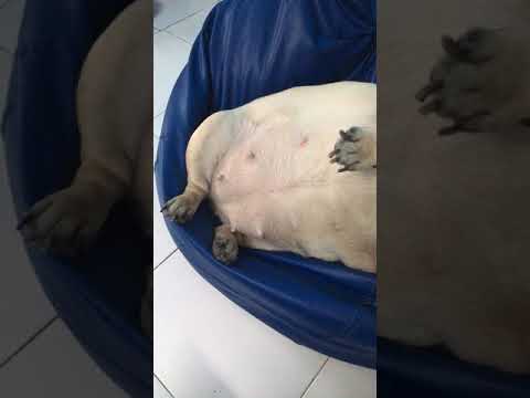 Alex new style of sleeping 😇😇😁😁😁