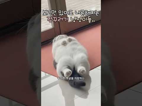 보기만해도 나른해지는 고양이들