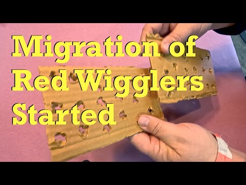 Red wiggler worms in 161-day system migrating after a 29-day forage - vermicompost