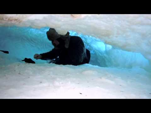 BYU Studies Show Polar Bears on Thin Ice