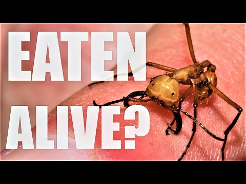 Can Army Ants Eat People? The Truth about Killer Ants