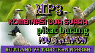 Download lagu Mp3 suara pikat burung trucukan vs kutilang alam mp3