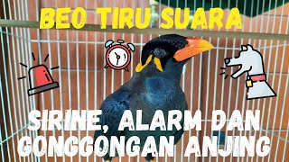 Download lagu Parrots can talk and imitate sirens, alarms, and dog barks. mp3