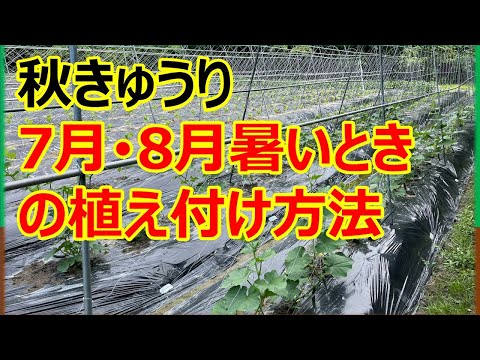 quels-herbes-aromatiques-semer-juillet-août-potager-automne-réussi