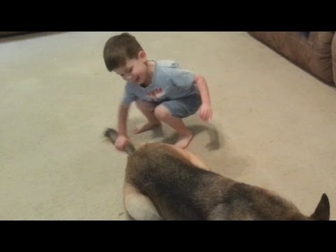 Watch what Happens when He Pulls the Dog's Tail