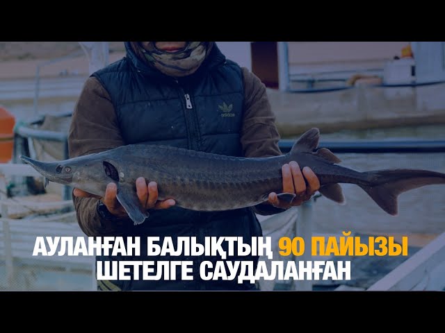 Ауланған балықтың 90 пайызы шетелге саудаланған