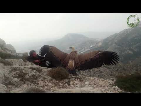 ΑΠΕΛΕΥΘΕΡΩΣΗ ΓΥΠΑ