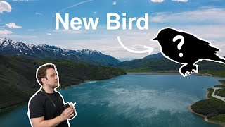 Searching for Migratory Birds in the Mountains