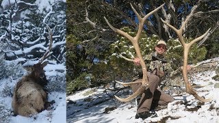 It Happened! Big 6x6 Bull Elk Sheds Antler on camera! By Tines Up