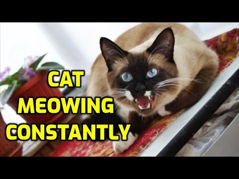 Why Do Cats Meow Non-Stop?