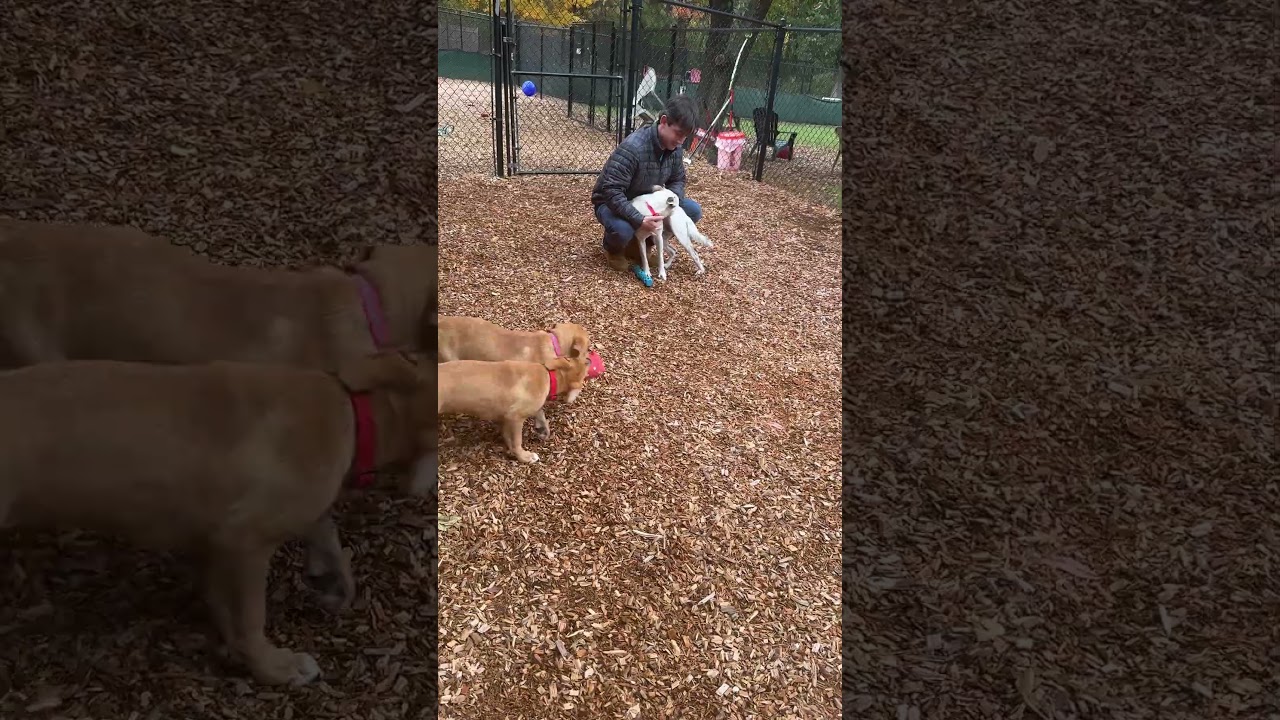 Enlarge Jill, a Adoptable mixed breed in Sudbury, MA video 3/3