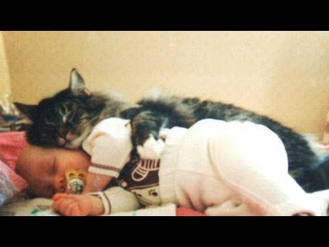 Cats and Babies ★ Cat Meets Baby for First Time (HD) [Funny Pets]
