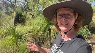 Join me as I Walk for WIRES in a suburban patch of Perth Bushland