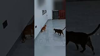 Download lagu Part 65  #funny #cat#BehindTheScenes mp3