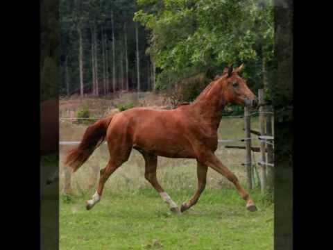 Fidertanz x  St. Pr St. Rubinstein (Old.-Elite-Brilliantring-St.Pr.St.)