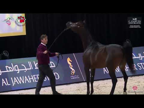 N 93 JS AL SULTAN   Arab Breeders Championship 2023   Junior Colts Section B Class 5B