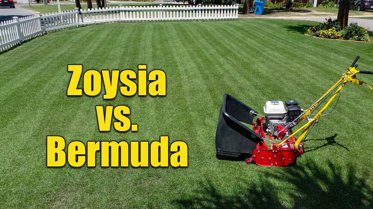 Zoysia Grass vs Bermuda Grass for Lawns