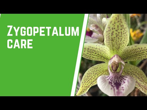 , title : 'How To Care for Zygopetalum Orchids'