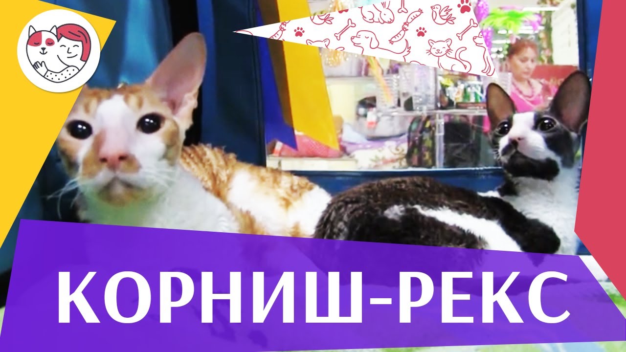 Корниш рекс на ilikepet