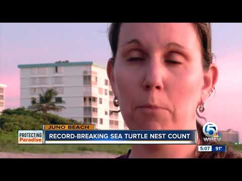 Loggerhead Marinelife Center breaks all-time sea turtle nest count record