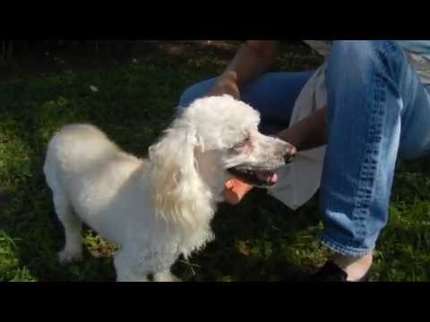 Clownn, an adopted Poodle in Houston, TX_image-1