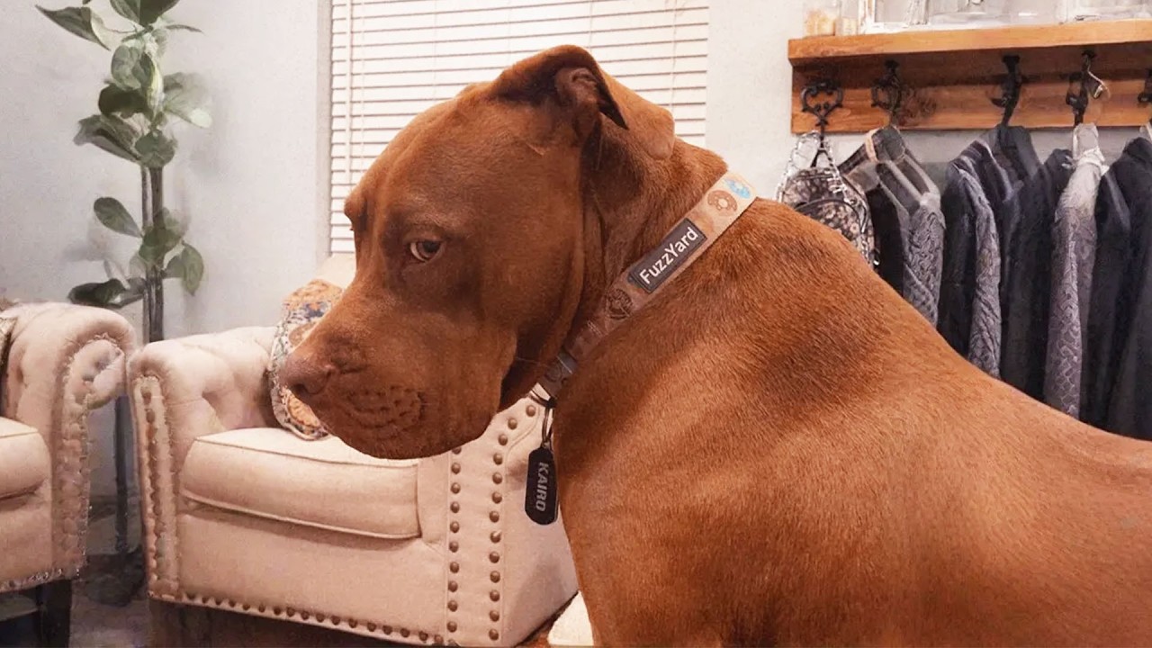 This Dramatic Pitbull Went From Abandoned to Adored – And His Tantrums Are Hilarious This Dramatic Pitbull Went From Abandoned to Adored – And His Tantrums Are Hilarious