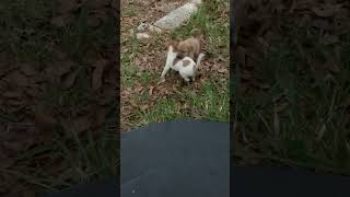 Video preview image #1 Labrador Retriever-Unknown Mix Puppy For Sale in The Woodlands, TX, USA