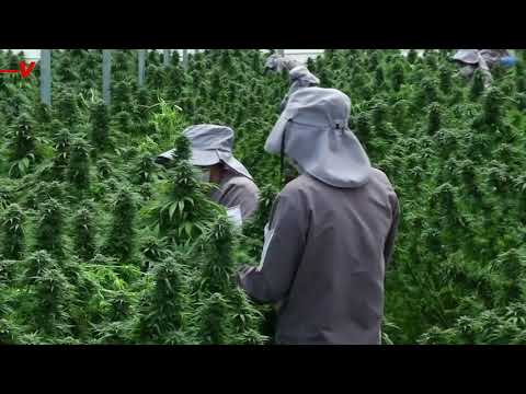 Smoking Cannabis Damages the Lungs, But in a Different Way Than Cigarettes, Study