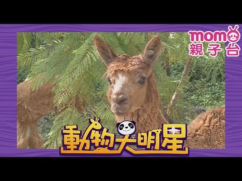 動物大明星 S1【羊駝】第1季 第02集｜認識動物｜自然生態｜魚類｜爬蟲類｜昆蟲｜海洋生物｜哺乳類｜Animal big star｜兒童電視節目【親子台｜官方HD完整版】momokids