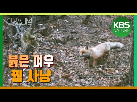 , title : 'KBS파노라마 ‘한반도 야생은 살아있다 3편 – 여우의 꿈’ / KBS 20130628 방송'