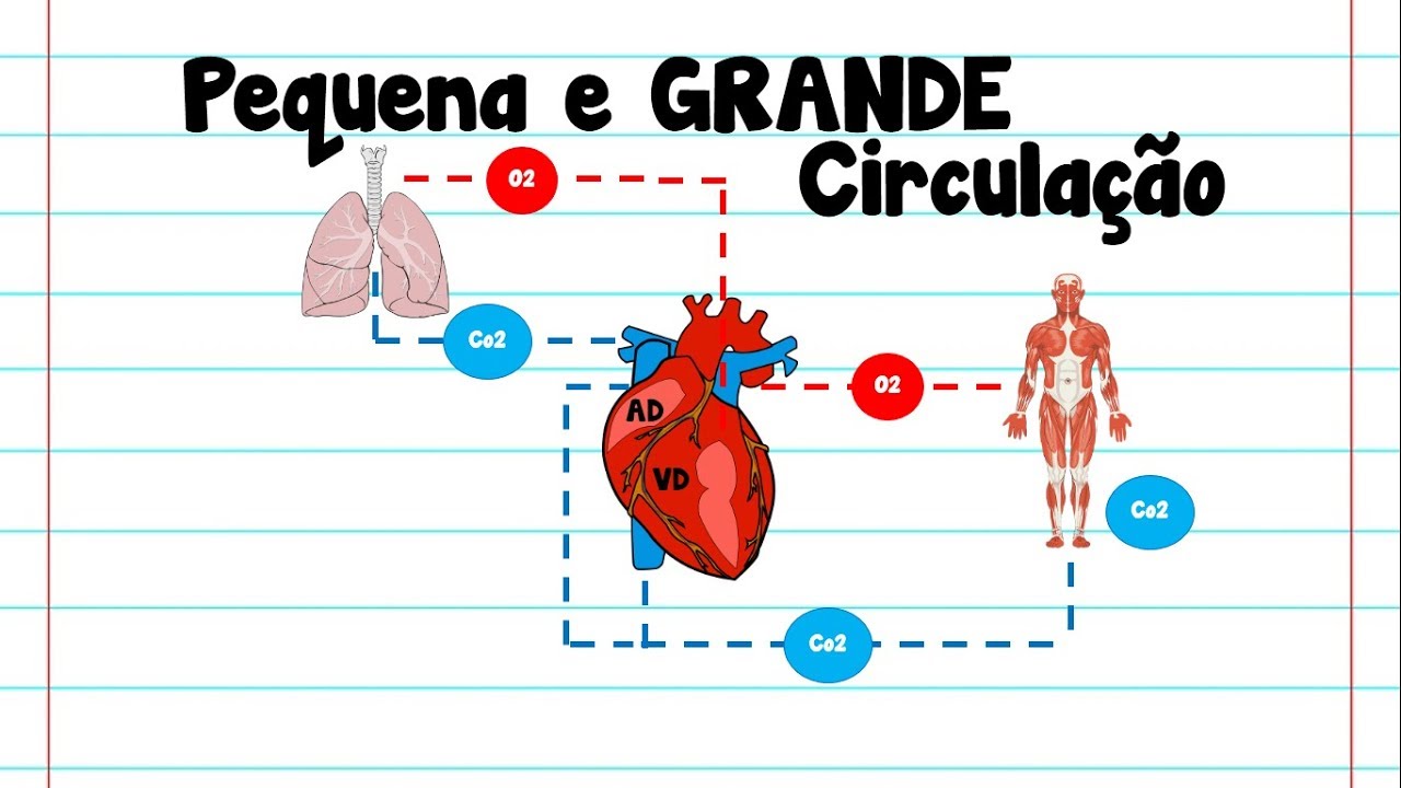 4# Pequena e Grande Circulação