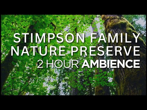 2 Hour Ambient Forest Sounds | Pacific Northwest | Calming, Tranquil, Relaxing | Bellingham, WA