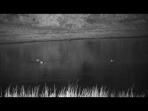 Djuma: Three Hippos in the dam - 02:07 - 11/17/2023