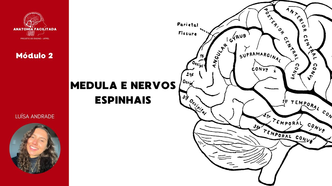Medula espinhal e nervos espinhais.