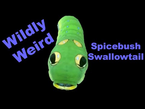 Surprisingly Strange Spicebush Swallowtail