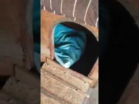 Mama Flora & Welpe Naima (7) - New Home for Strays e. V.